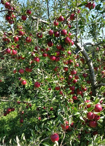 シードル徳用９本とりんご収穫体験